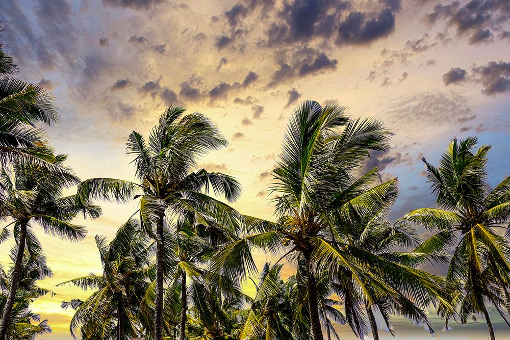 Palm trees along the coastal road-going into the mountains-Bali-Indonesia